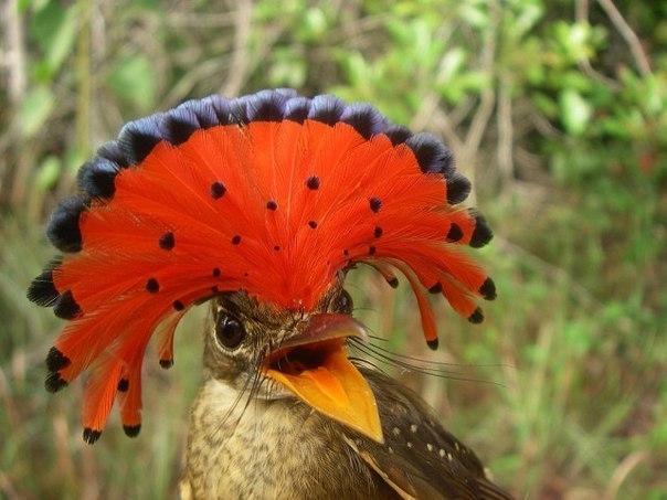 Бесстрашная птичка невероятной красоты
