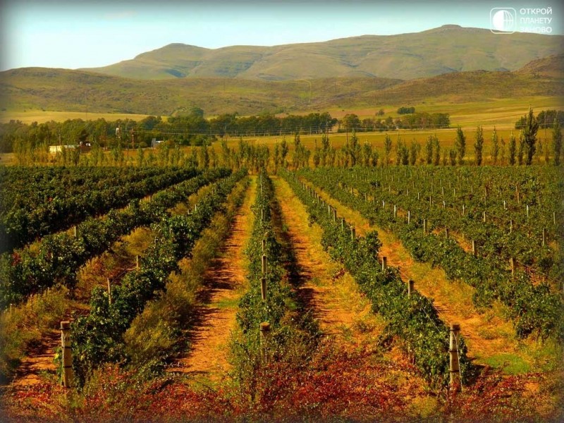 Виноградники Аргентины