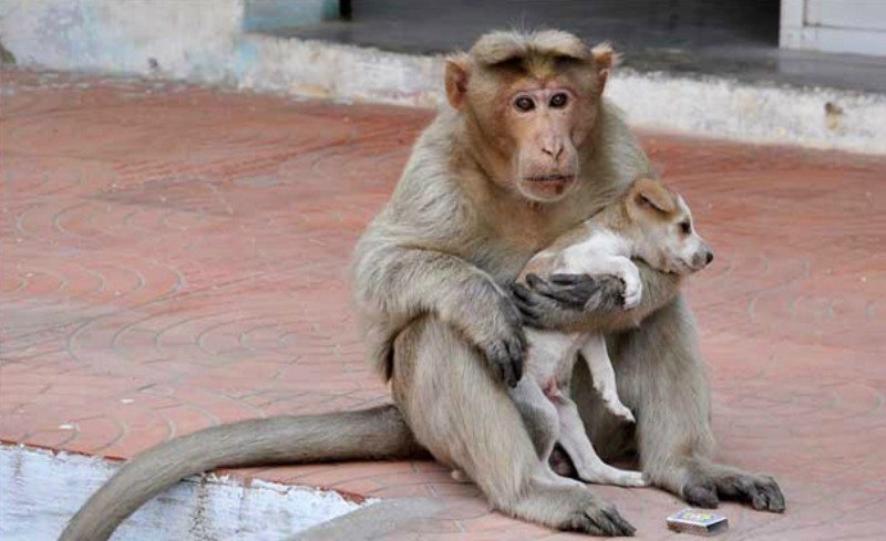 Как обезьянка усыновила бродячего щенка