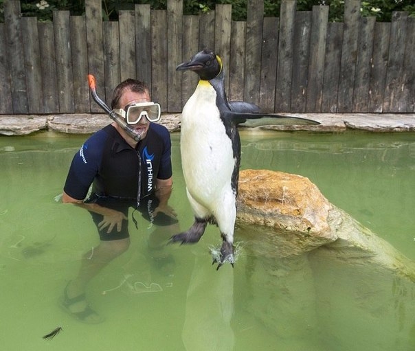 Пингвин, который боится воды