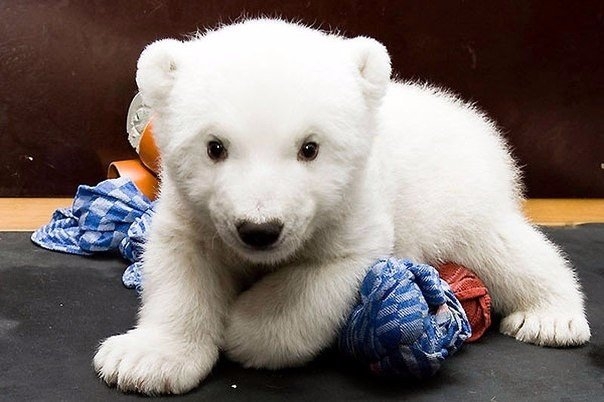 Маленькая белая медведица по имени Снежинка, Нюрнбергский зоопарк