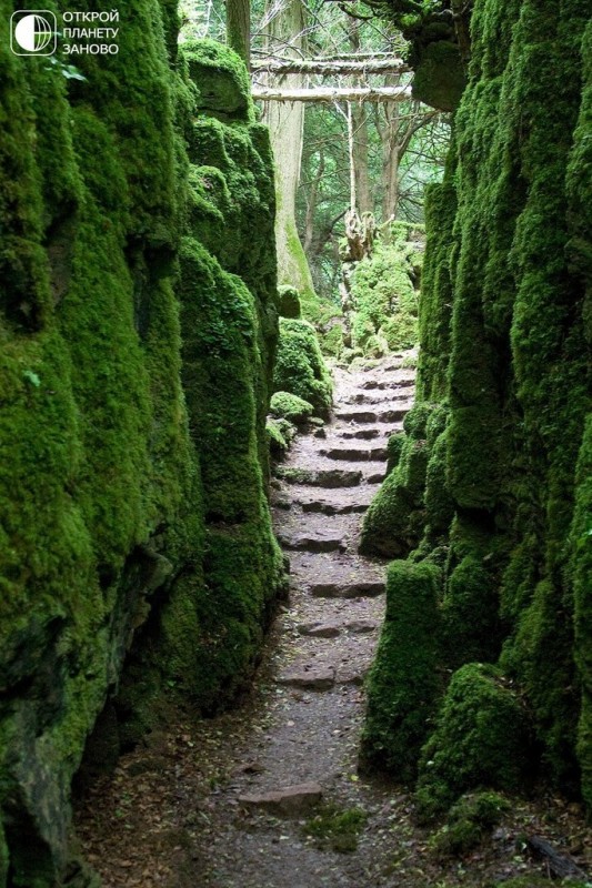 Puzzlewood - загадочный лес Puzzlewood - загадочный лес