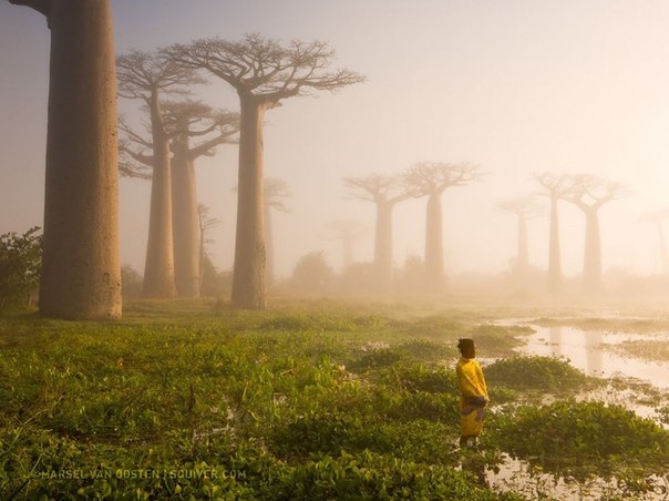 Этим баобабам по 800 лет, Мадагаскар