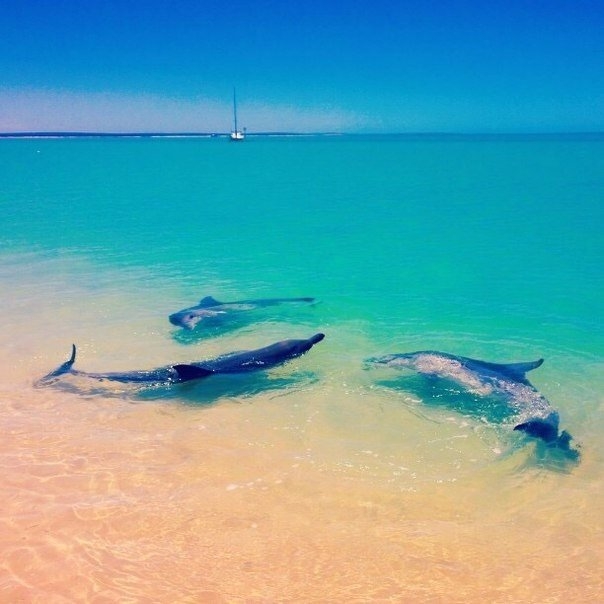 Пляж с дельфинами