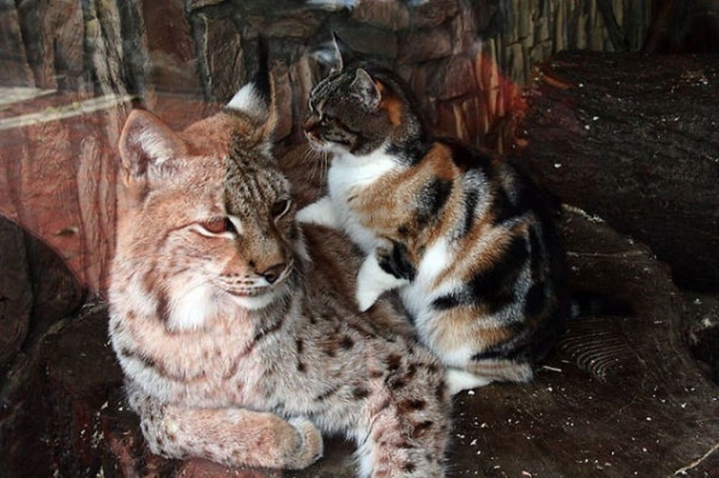 Две подруги из Ленинградского зоопарка