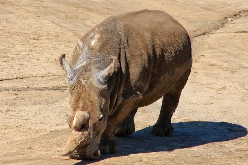 Северный белый носорог. Конец истории