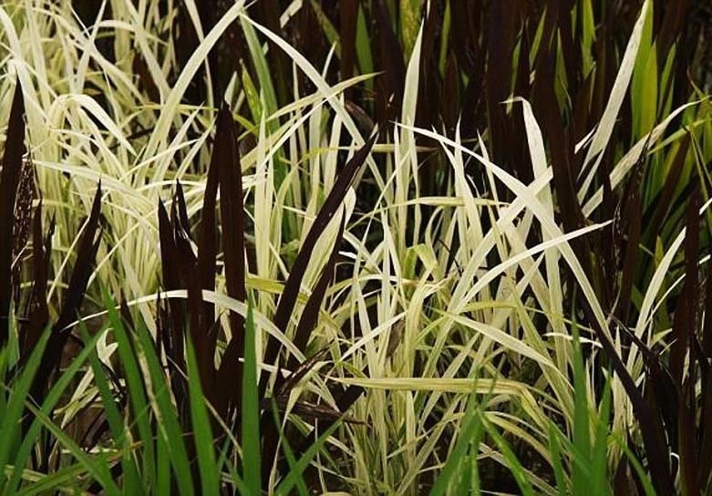 Японские фермеры рисуют на рисовых полях... гигантские картины из ростков риса.