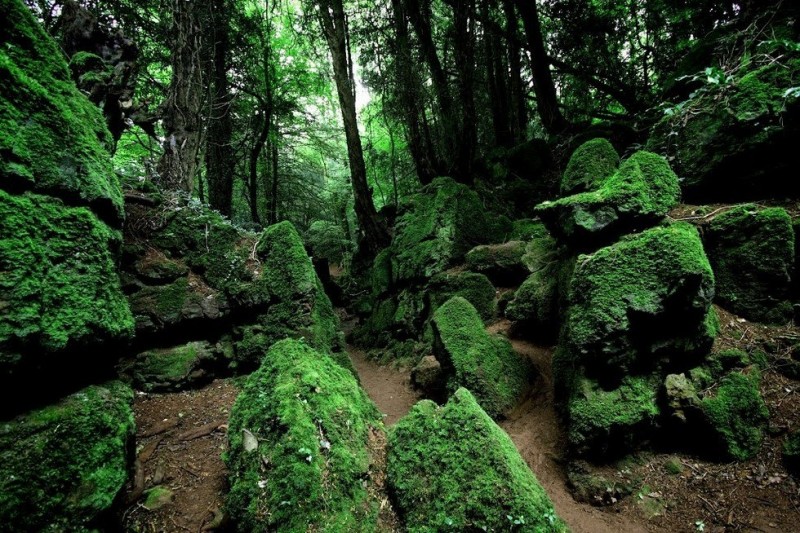 Загадочный лес Пазлвуд (Великобритания)