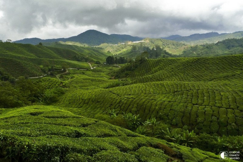 Чайные плантации в Камерон Хайлендс, Малайзия