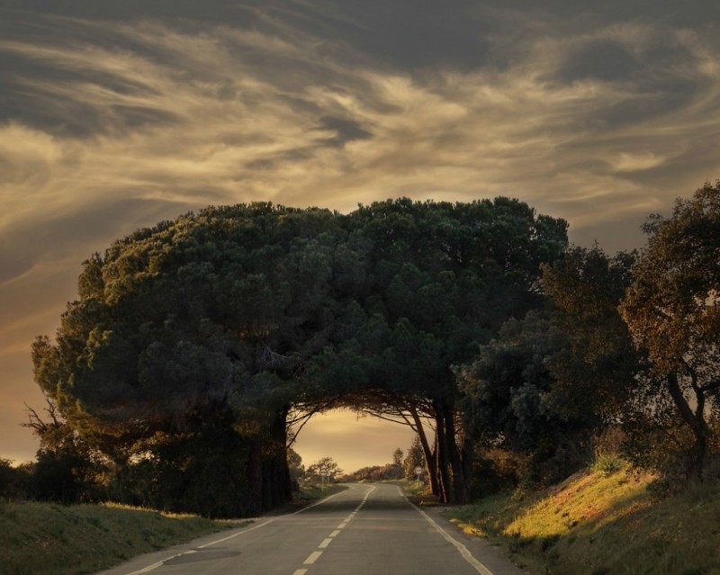 Красивейшие тоннели из деревьев со всего мира