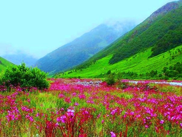 «Куда приводят мечты»: Долина Цветов в Гималаях