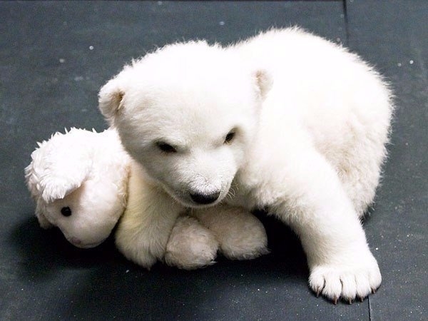 Маленькая белая медведица по имени Снежинка, Нюрнбергский зоопарк