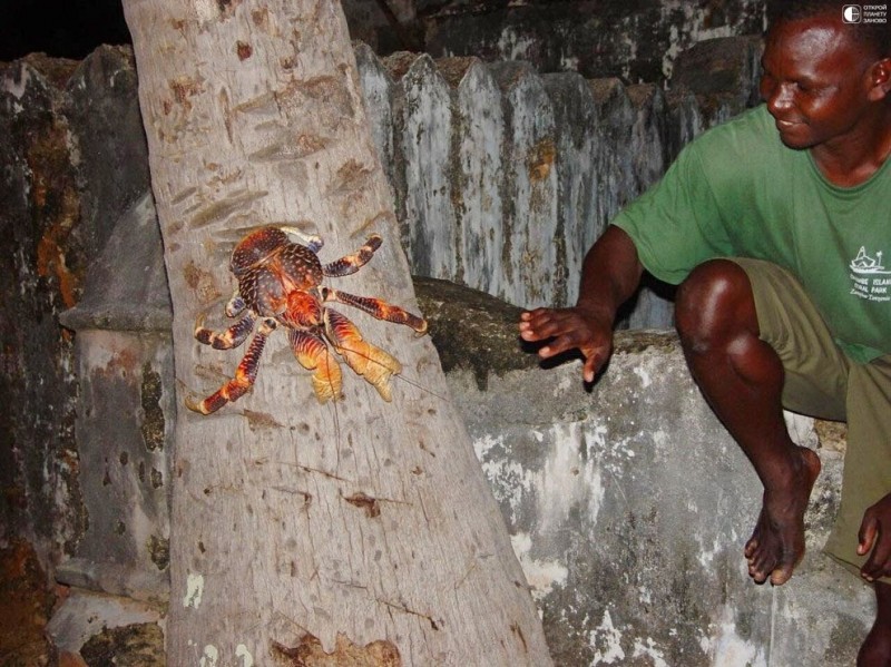 Удивительное существо - кокосовый краб или пальмовый вор