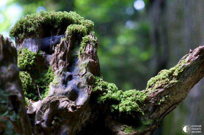 Puzzlewood - загадочный лес Puzzlewood - загадочный лес