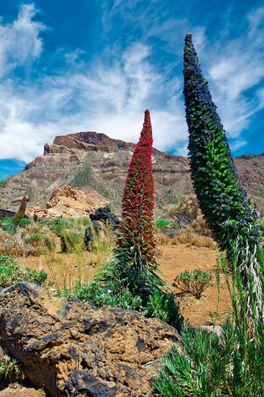 Пейзажи на территории Nacional de El Teide не оставят равнодушным никого.