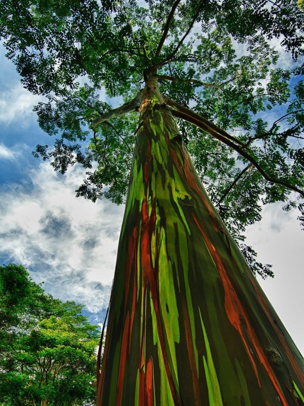10 удивительных и красивых деревьев нашей планеты