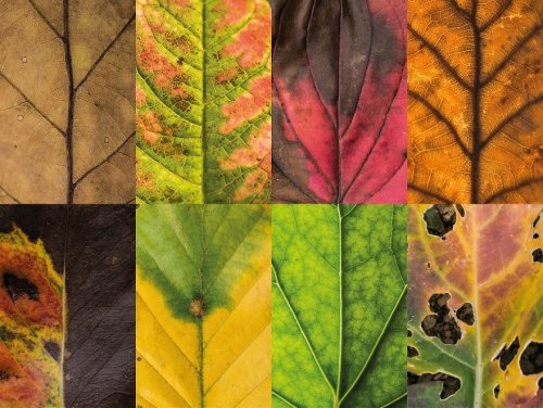 Уникальные текстуры и краски осенних листьев на снимках польского фотографа Ника Sepia