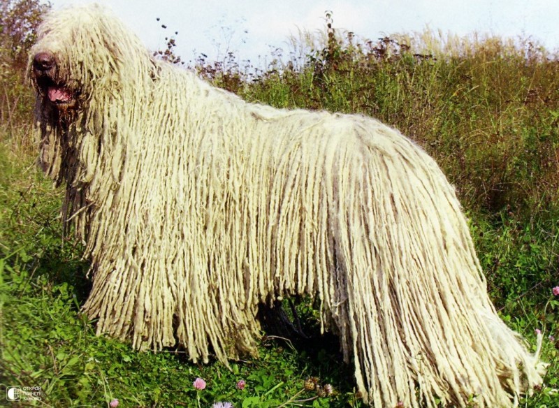 Комондор - собака с дредами