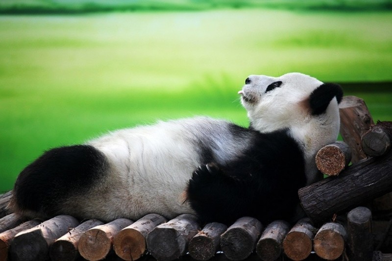 И пусть весь мир подождет: Как отдыхают панды в Китае.