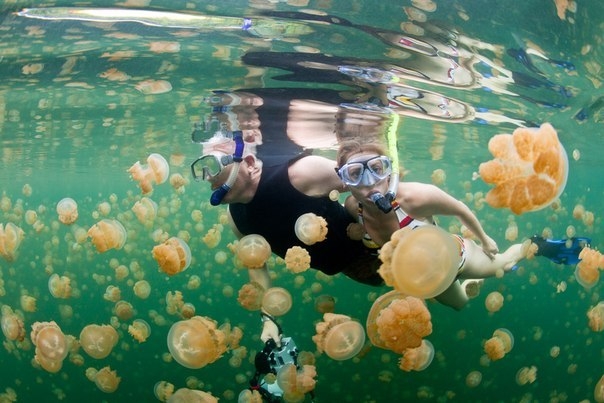 Озеро безобидных медуз
