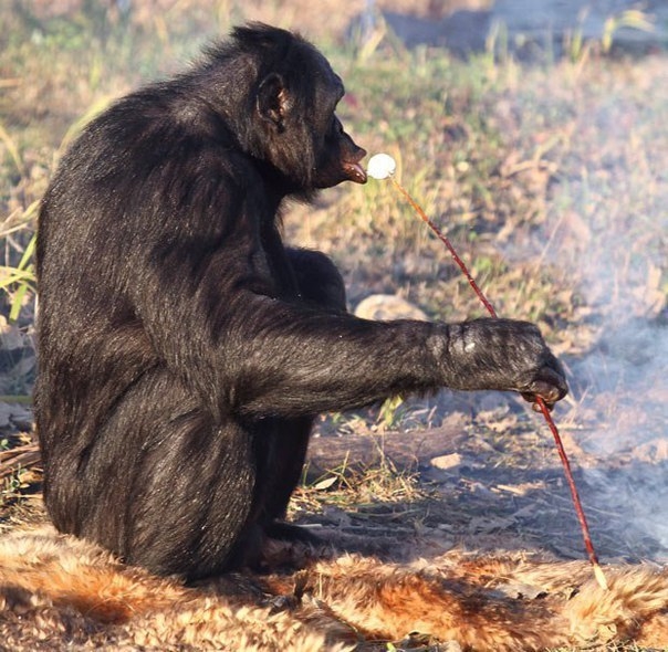 Обезьянка разводит огонь и готовит пищу. Молодец, обезьянка.