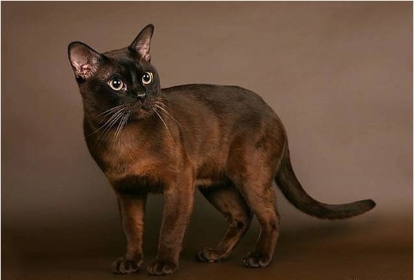 Бурманская кошка