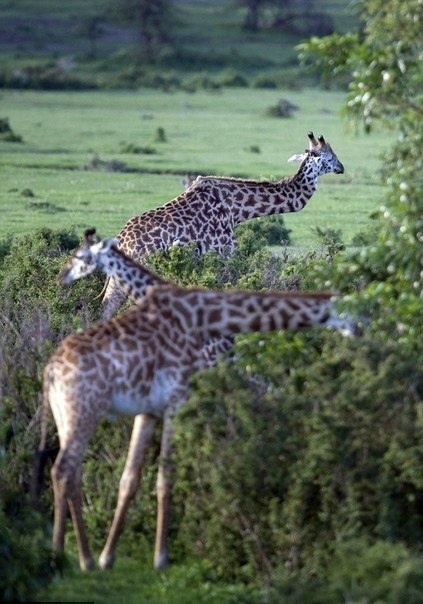 Жираф, пострадавший за любовь