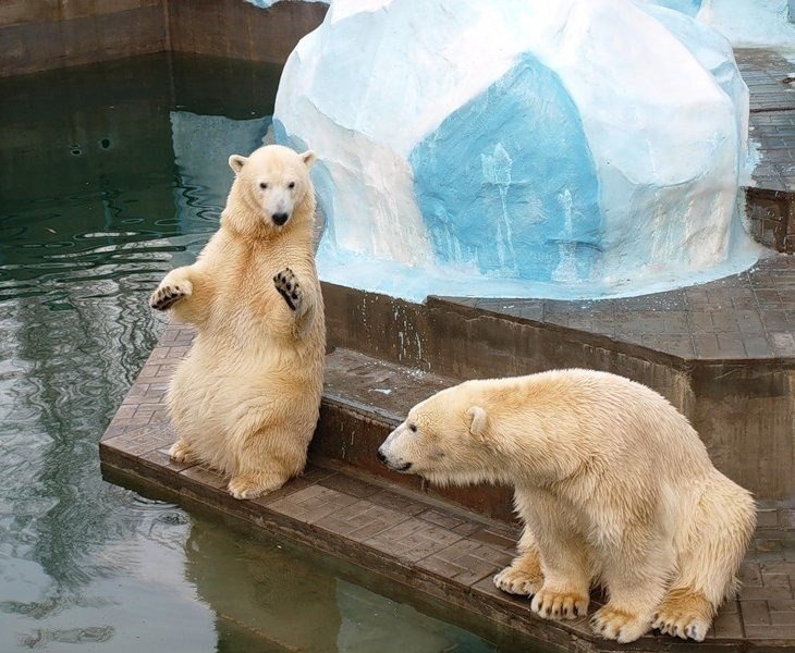 Белые медведи в зоопарке Новосибирска.