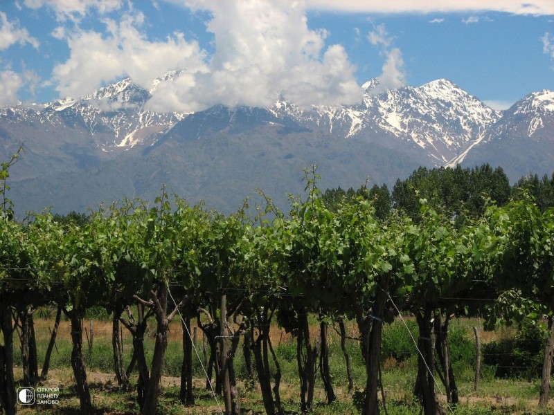 Виноградники Аргентины