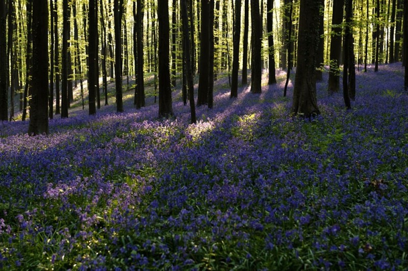 Невероятно красивый древний лес Халлербос (Hallerbos) в Бельгии