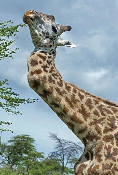 Жираф, пострадавший за любовь
