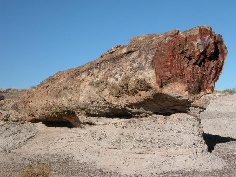 Самый большой каменный лес на планете в Аризонской пустыне (США)