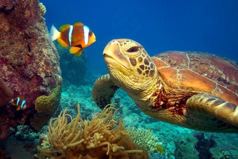 Зелёные черепахи на Большом Барьерном рифе