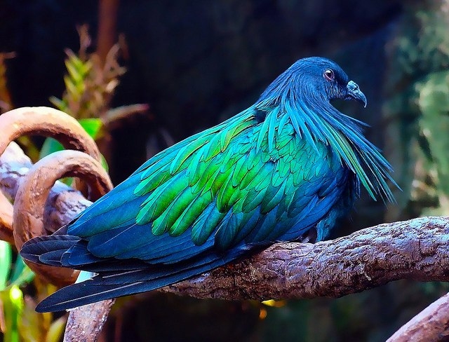 Гривистый голубь, один из самых красивых видов.