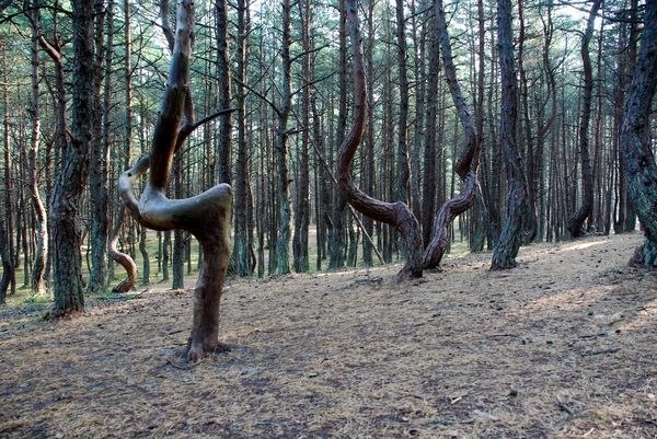 Танцующий лес в Калининградской области