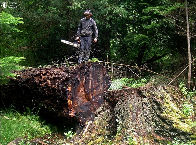 Вторая жизнь вырубленных деревьев