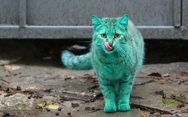 Зелёный кот из Варны