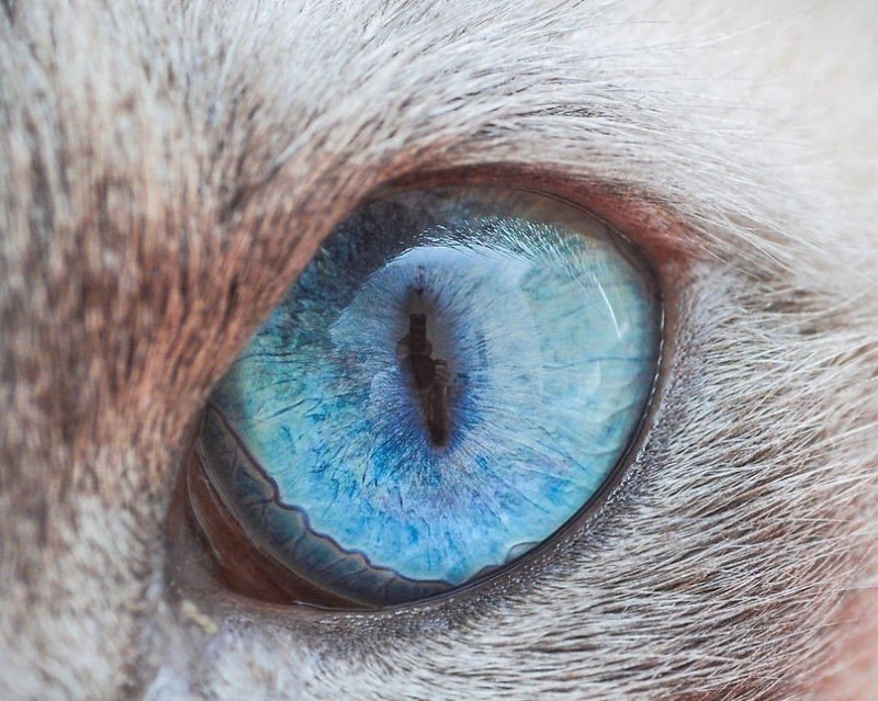 Макросъемка кошачьих глаз