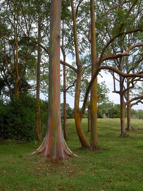 Дерево-радуга