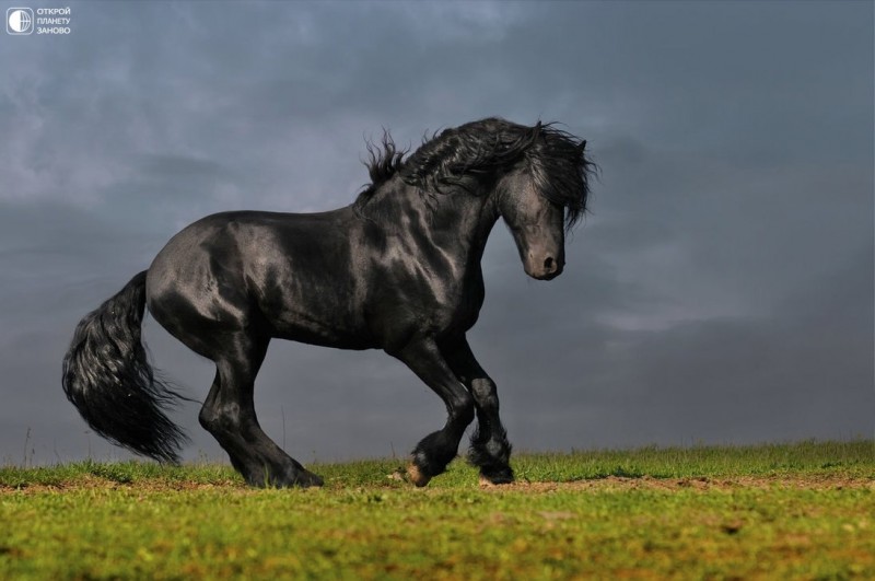 Фризская лошадь