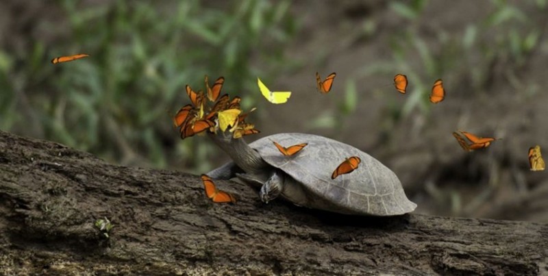 Тропические бабочки пьют слезы черепах