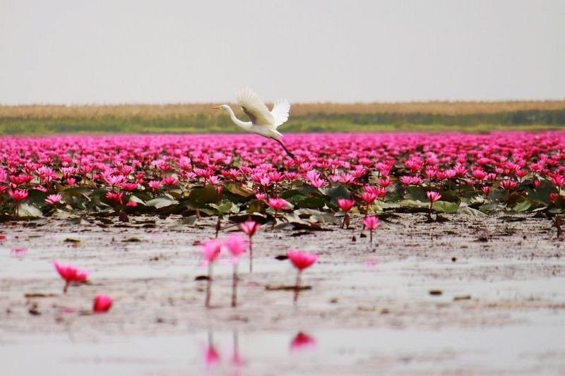 Озеро розовых лотосов.