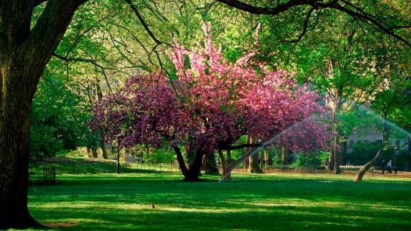 Весна в Центральном парке в Нью-Йорке, США.