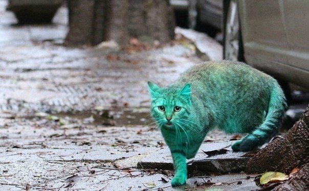 Зелёный кот из Варны