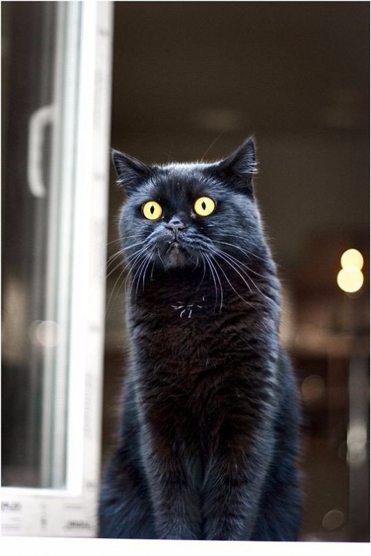 Крайне удивлённые коты