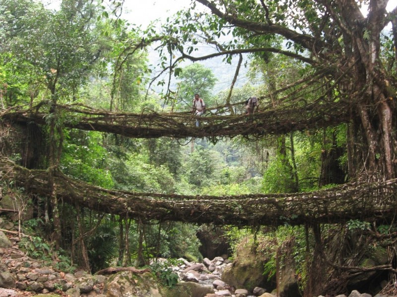 Мост из деревьев племени Хаси