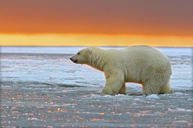Белые медведи и великолепный закат на Аляске от фотографа Сильвен Кордье из Франции