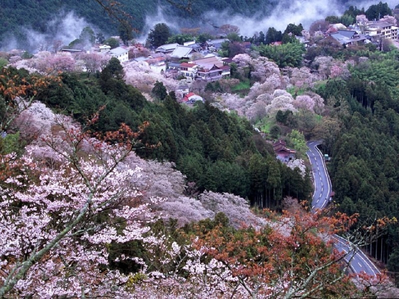 Цветение сакуры в Японии.