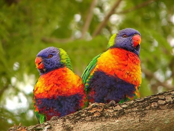 Буйство красок в мире птиц