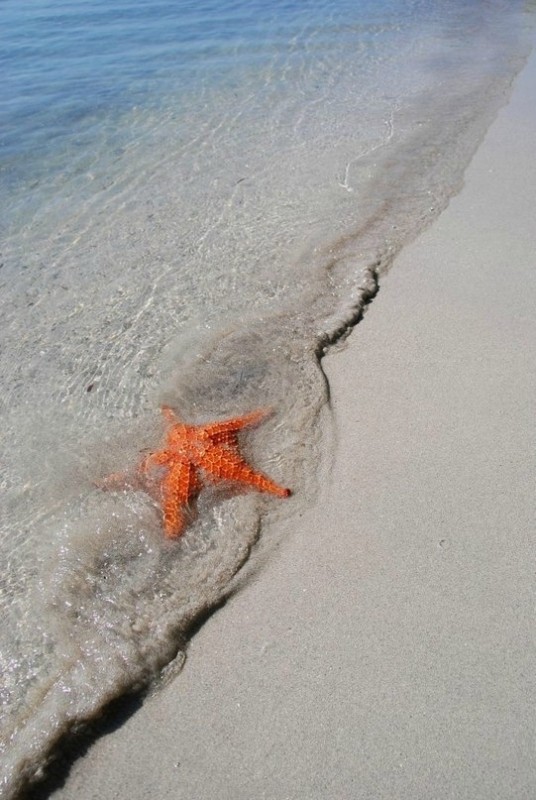 Пляж морских звезд - Бока дель Драго